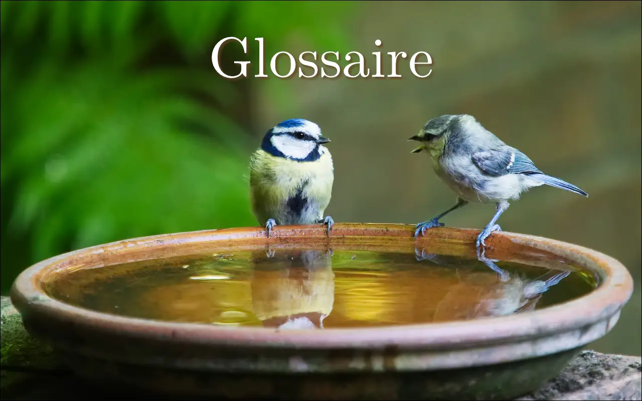Glossaire Glossaire