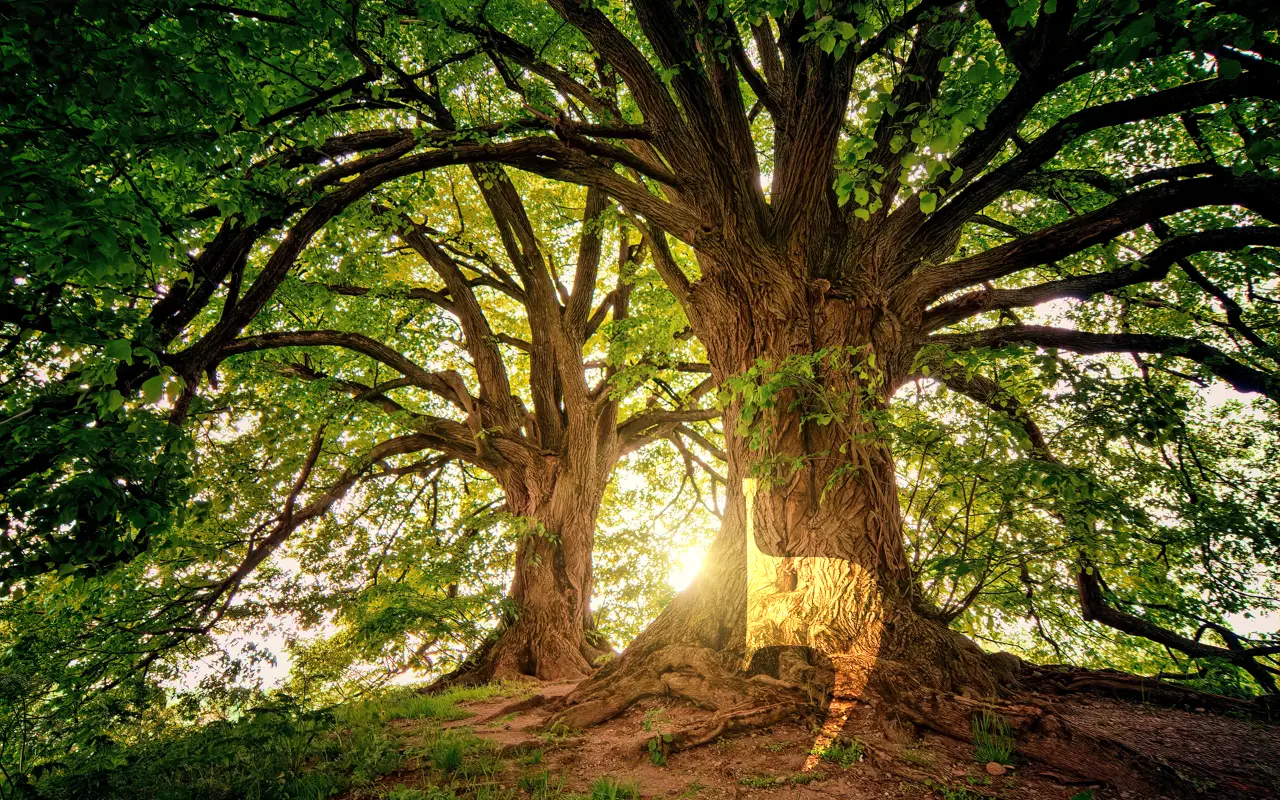 L'homme est un Dieu NOBOOK
